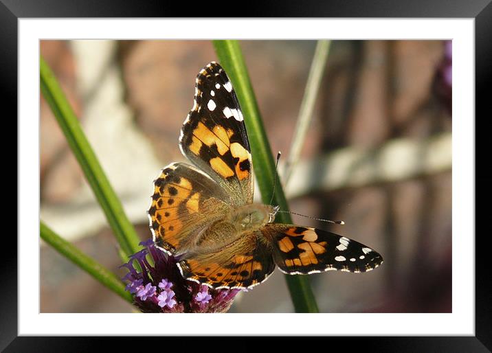 Painted Lady Framed Mounted Print by Tom Edwards