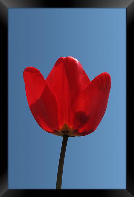 Tulip Closeup Framed Print by Kamen Atanassov