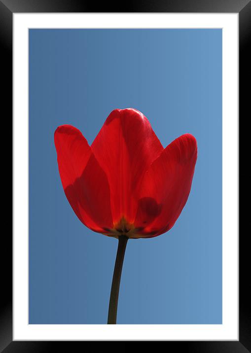 Tulip Closeup Framed Mounted Print by Kamen Atanassov