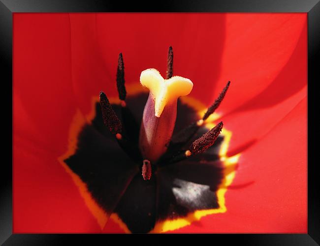 Extreme Tulip Closeup Framed Print by Kamen Atanassov