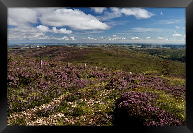  Heather in the Cheviots Framed Print by Steve Wilson