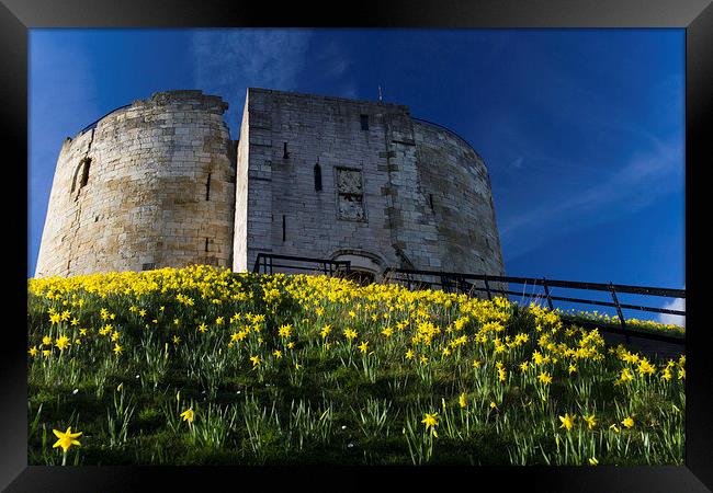 Tower and Daffodils Framed Print by Steve Wilson