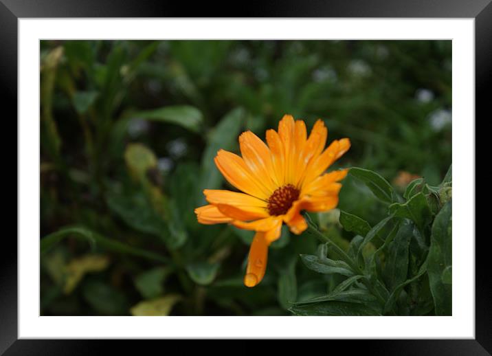 flower with water drop Framed Mounted Print by Luis Lajas