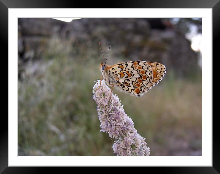 My Butterfly Framed Mounted Print by Luis Lajas