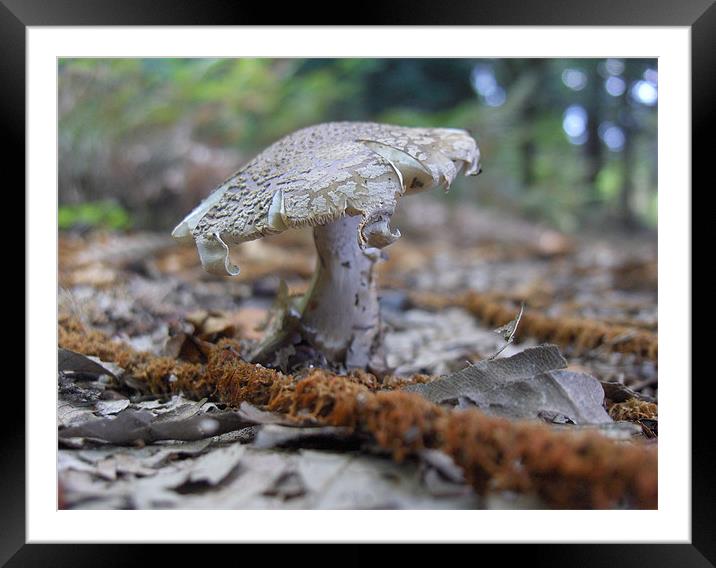 Sided Mushroom Framed Mounted Print by Luis Lajas