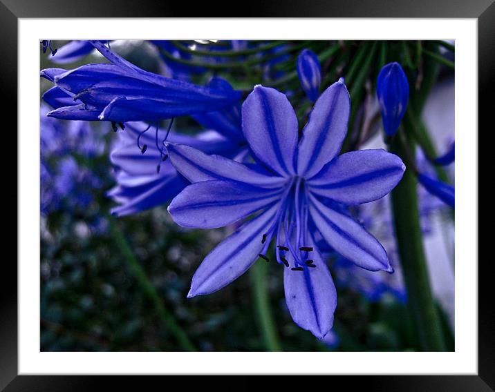 Subtle Blue Flower Framed Mounted Print by Luis Lajas