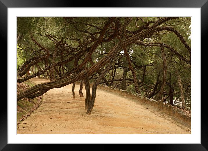 Strong Roots Framed Mounted Print by Luis Lajas