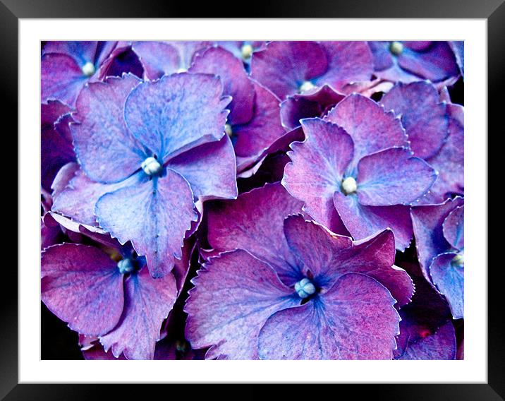 Purple, plus pink Framed Mounted Print by Luis Lajas