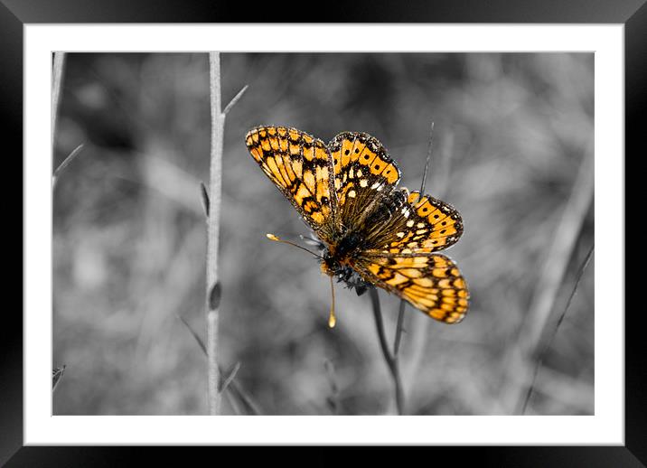 Selective Butterfly Framed Mounted Print by Luis Lajas