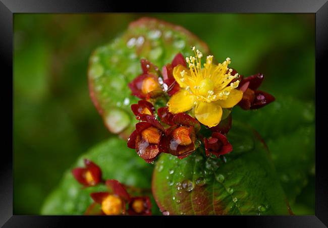 Simple Beauty Framed Print by Luis Lajas