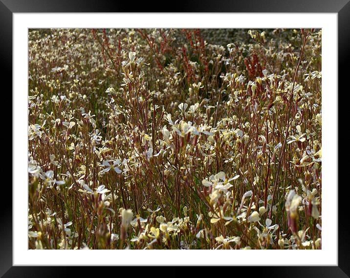 A field of flowers Framed Mounted Print by Flavia Ferreira
