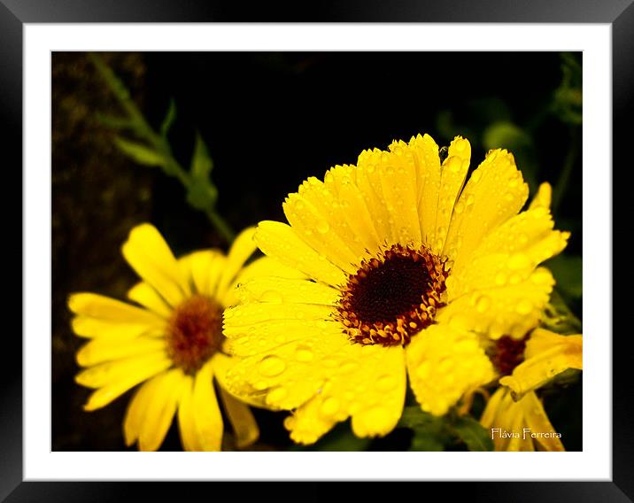 Marguerite Framed Mounted Print by Flavia Ferreira