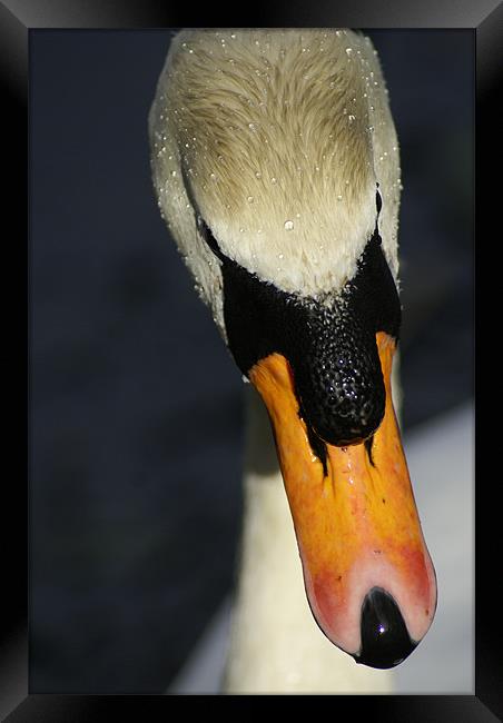 Swan(Cygnus olor) Framed Print by gary barrett