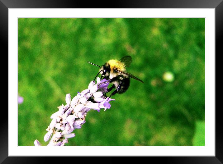 Lavender Bee Framed Mounted Print by George Thurgood Howland