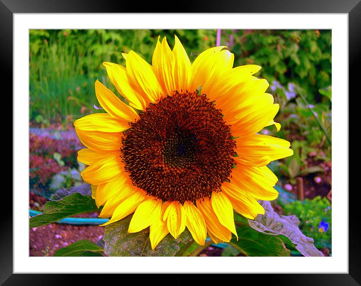 Sun Flower Framed Mounted Print by George Thurgood Howland