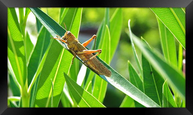 Big Locust on Leaves Framed Print by George Thurgood Howland