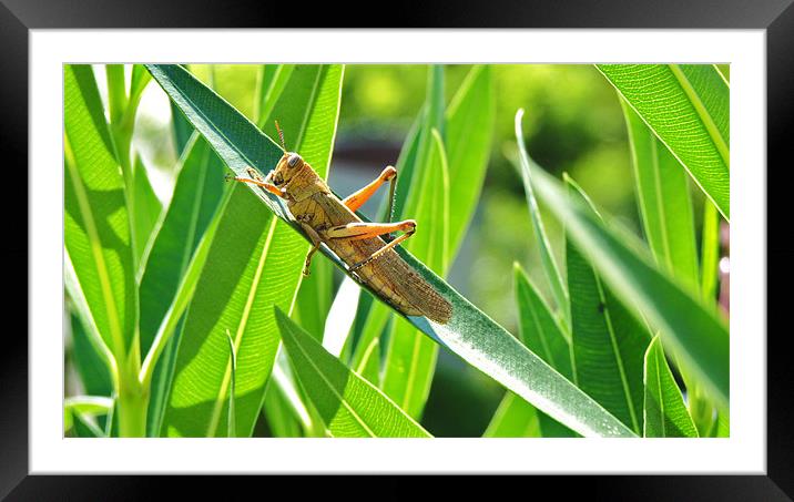 Big Locust on Leaves Framed Mounted Print by George Thurgood Howland