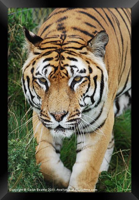 Tiger Framed Print by Sarah Beattie