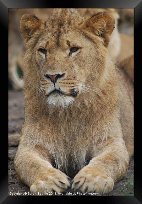 Lion Framed Print by Sarah Beattie