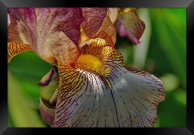 Bearded Iris 1 Framed Print by Kleve 