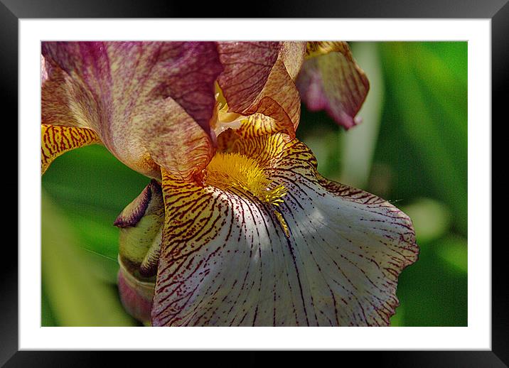 Bearded Iris 1 Framed Mounted Print by Kleve 
