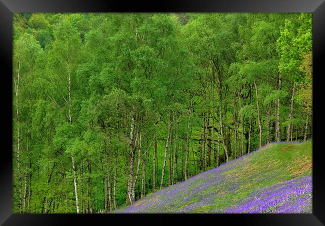 Bluebells and Silver Birches Framed Print by Kleve 