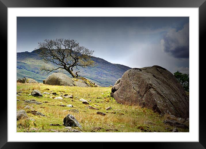 Rock and Tree,Seathwaite. Framed Mounted Print by Kleve 