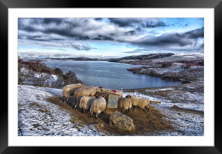 Sheep feeding in snowy landscape Scotland Framed Mounted Print by Jacqi Elmslie
