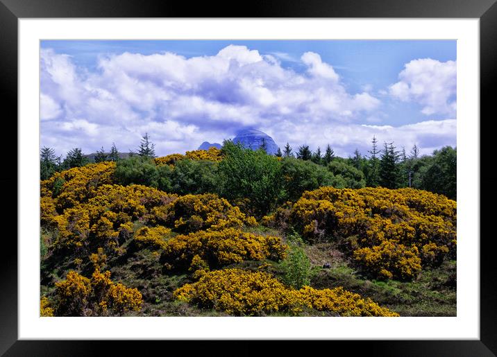 Suilven Through the Gorse Framed Mounted Print by Jacqi Elmslie