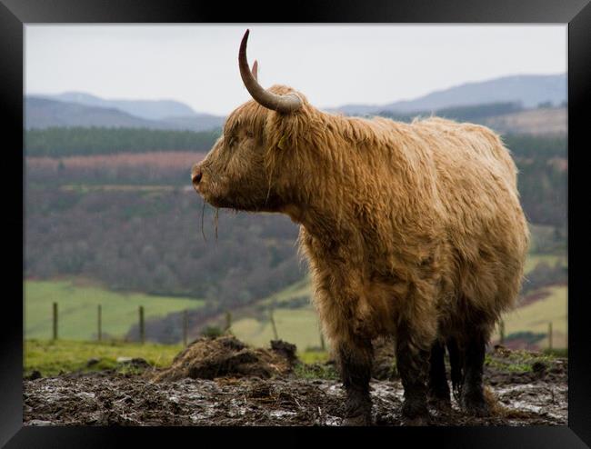 Highland cow in the Scottish hills Framed Print by Jacqi Elmslie