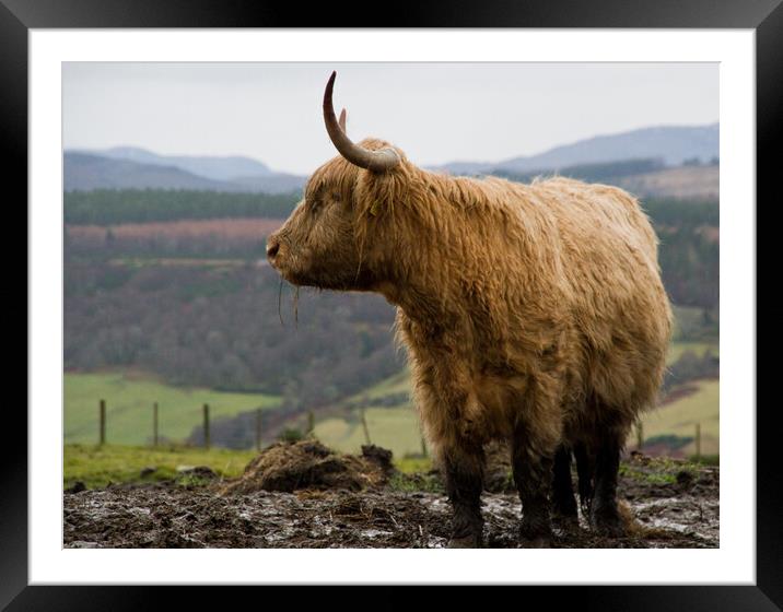Highland cow in the Scottish hills Framed Mounted Print by Jacqi Elmslie