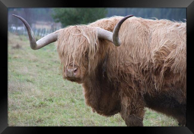 Shaggy Highland Cow Scotland Framed Print by Jacqi Elmslie