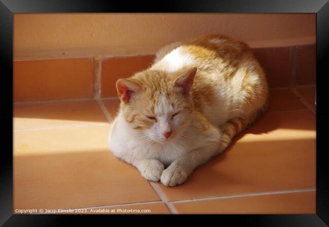 Sleeping ginger cat Framed Print by Jacqi Elmslie