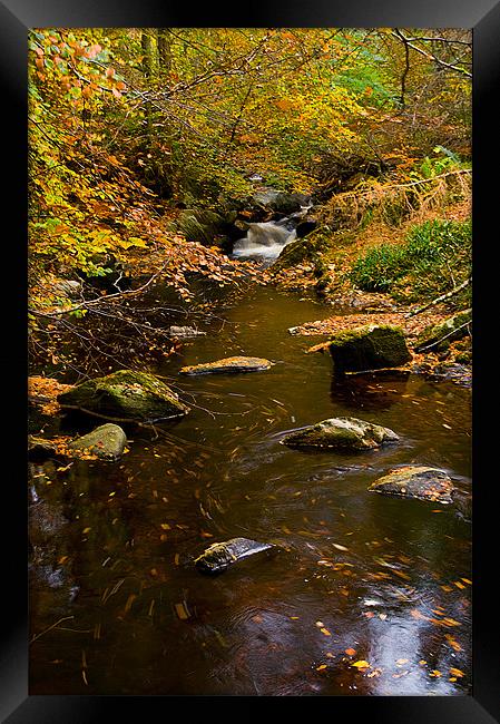 Cawdor Burn Autumn Framed Print by Jacqi Elmslie