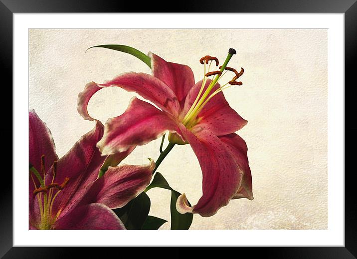 Pink Lilies Framed Mounted Print by Jacqi Elmslie