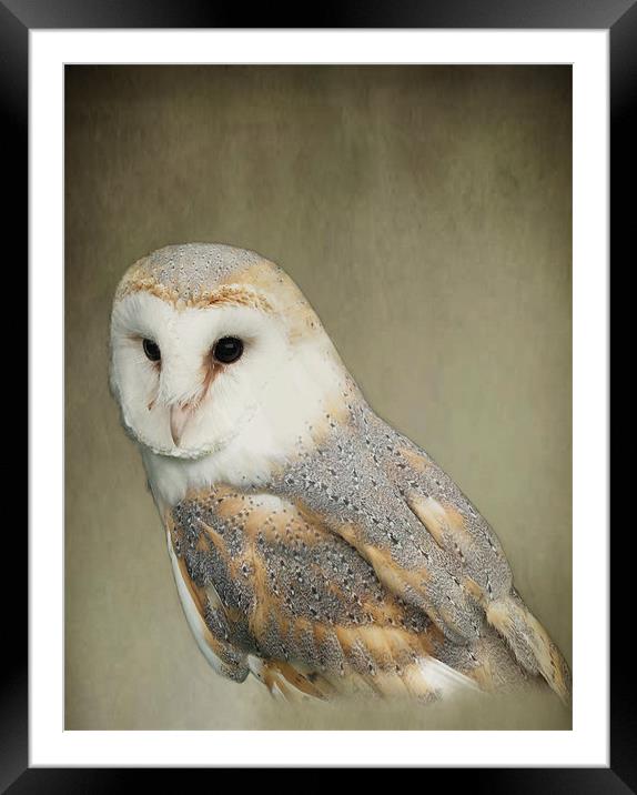 Barn Owl Framed Mounted Print by Jacqi Elmslie