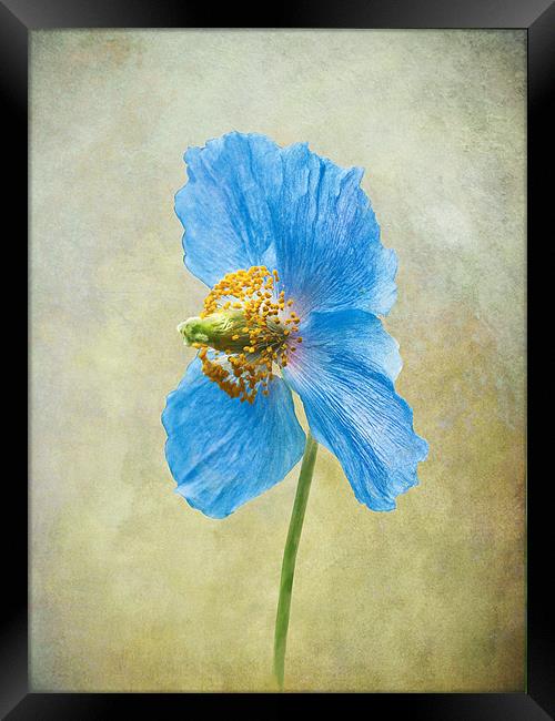 Blue Poppy Framed Print by Jacqi Elmslie