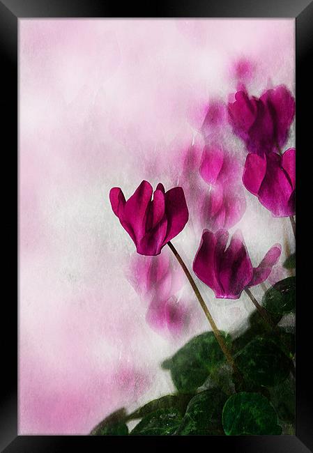 Deep Pink Cyclamen Framed Print by Jacqi Elmslie