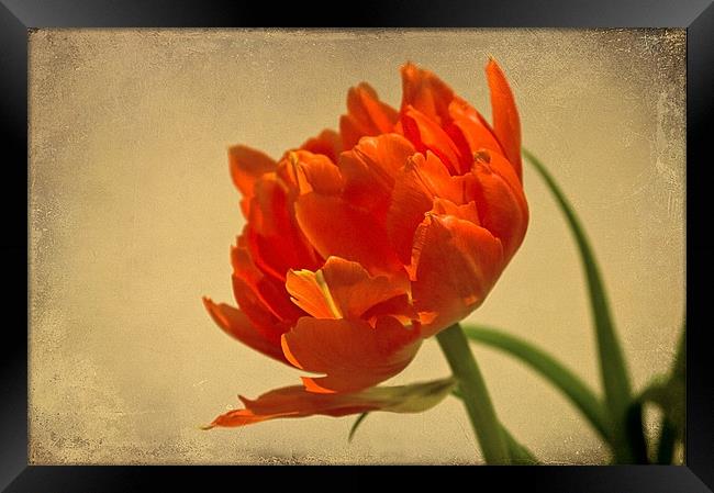 Orange Double Tulip Framed Print by Jacqi Elmslie