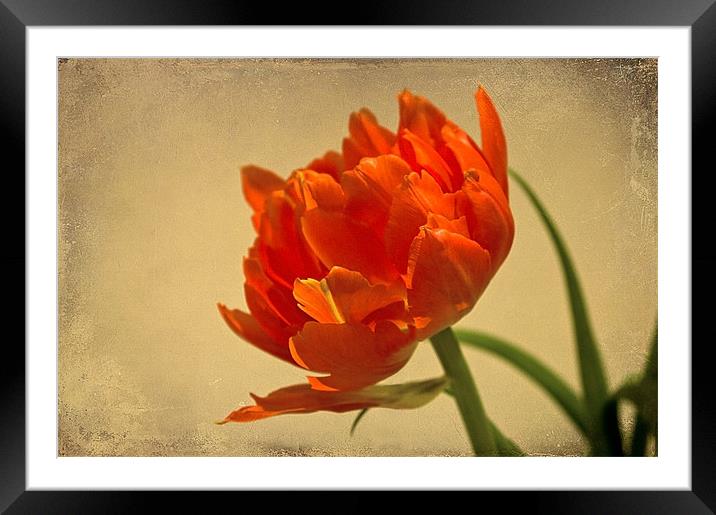 Orange Double Tulip Framed Mounted Print by Jacqi Elmslie