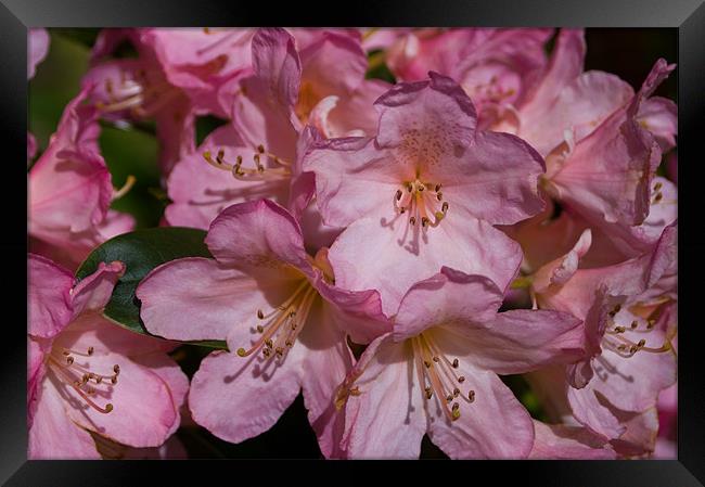 Raspberry Ripple Rhododendron Framed Print by Jacqi Elmslie
