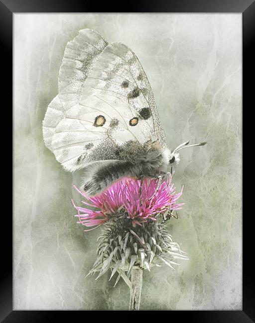 Dreamy Butterfly Framed Print by Jacqi Elmslie