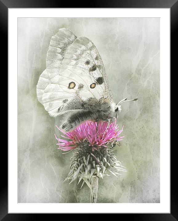 Dreamy Butterfly Framed Mounted Print by Jacqi Elmslie