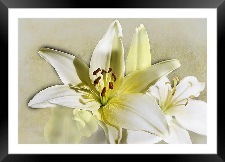 White Casablanca Lilies Framed Mounted Print by Jacqi Elmslie