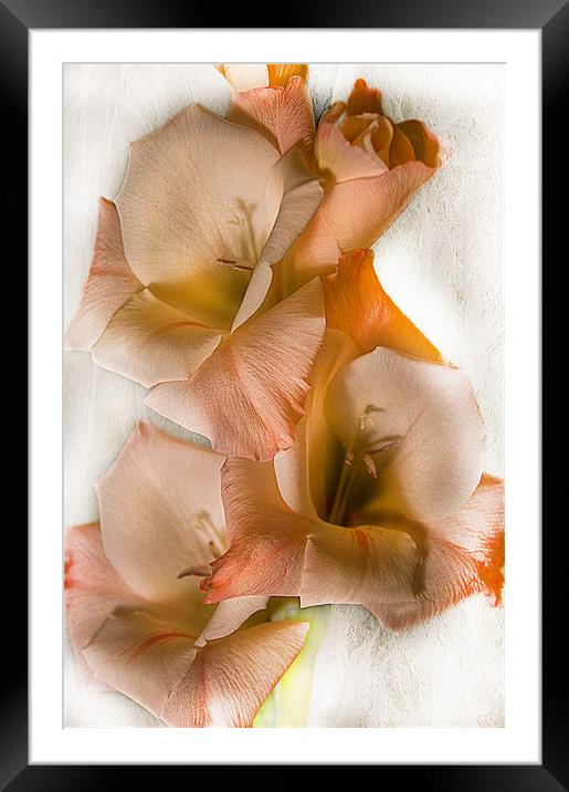 Peach Gladiolus Flowers Framed Mounted Print by Jacqi Elmslie