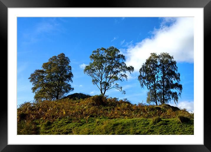 Three Birches Framed Mounted Print by Jacqi Elmslie