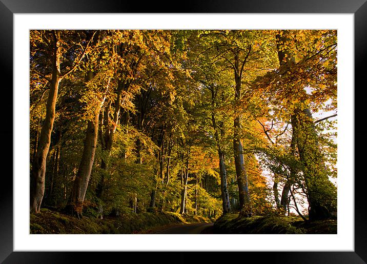 Autumn Glow Framed Mounted Print by Jacqi Elmslie