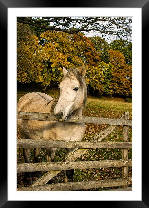 White Horse by a Gate Framed Mounted Print by Jacqi Elmslie