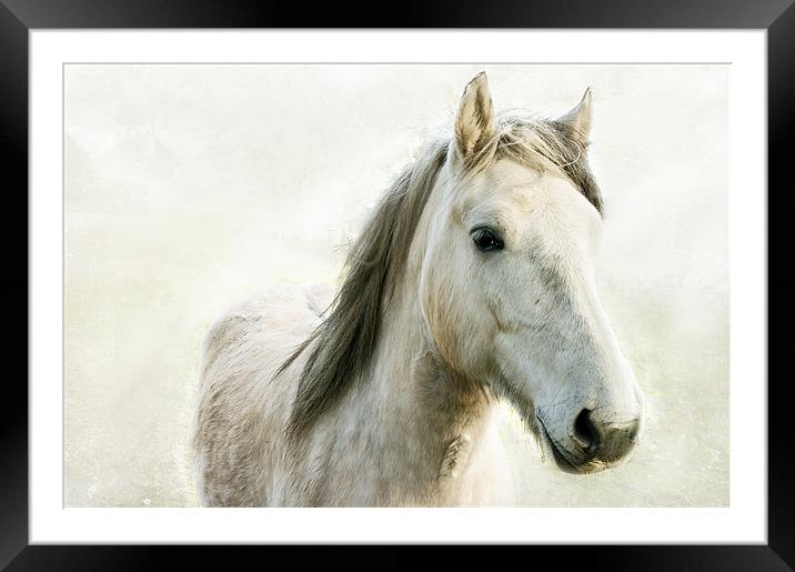 White Horse Framed Mounted Print by Jacqi Elmslie