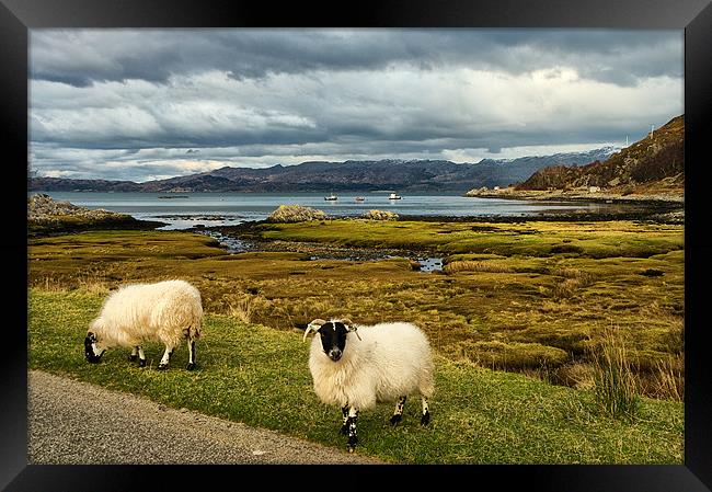 Sheep in Scottish Highland Landscape Framed Print by Jacqi Elmslie
